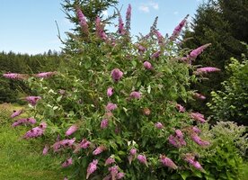 FAQ: Shrubs and Hedging Plants in January to March FAQ: Shrubs and Hedging Plants in January to March