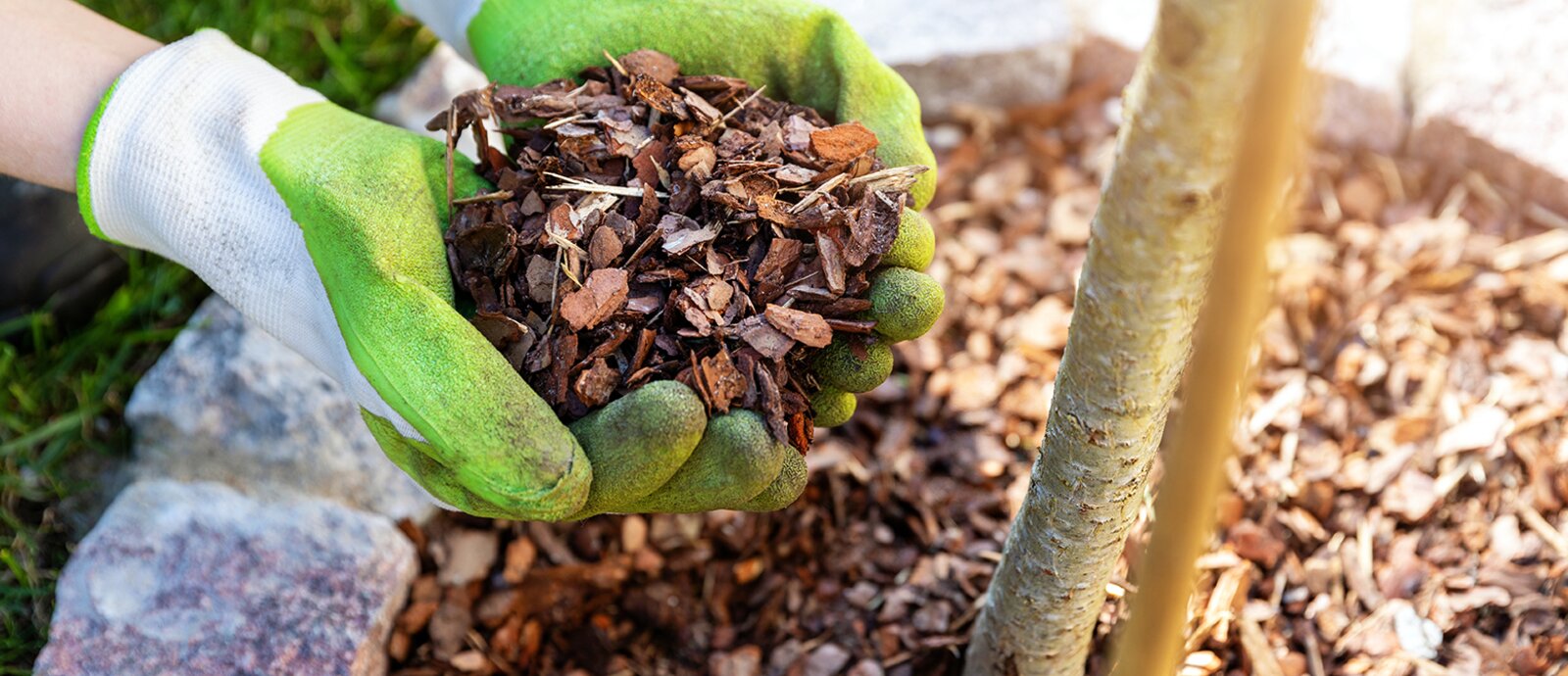 Need some garden advice for 2026?