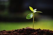 Top tips for sowing vegetables Top tips for sowing vegetables