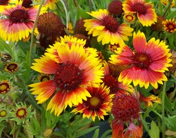 Great Value Perennials for Autumn