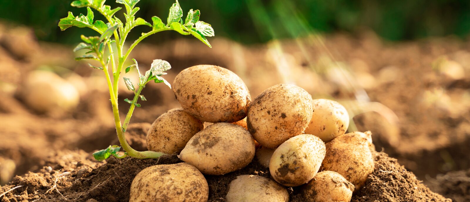 Grow Your Own Seed Potatoes