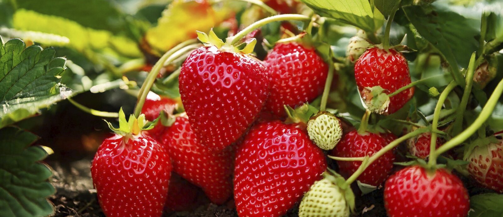 Grow Your Own- Fresh From the Garden