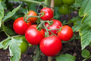 Growing fruit and veg on balconies