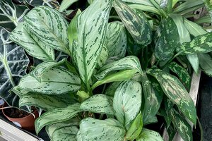 Houseplant for Low Light Levels