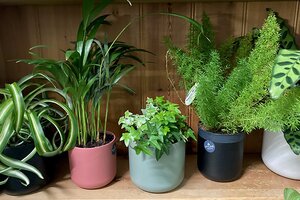 Houseplants - Clean Air For Your Home