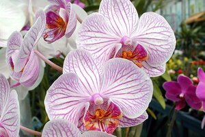 Houseplants for Direct Sun