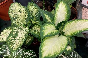 Houseplants for Indirect Light