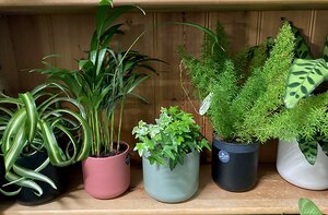 How Often Should you Water Houseplants?