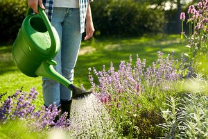 How Often Should You Water Your Garden in July
