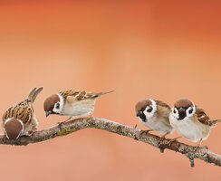 How to Design a Bird Friendly Garden How to Design a Bird Friendly Garden