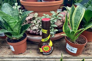 How to Feed Houseplants