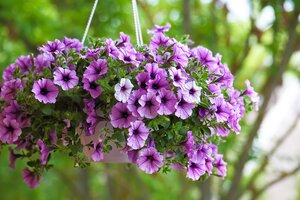 How to Feed Your Plants How to Feed Your Plants