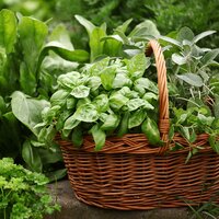 How to Grow Herbs