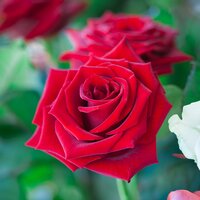How to Grow Roses How to Grow Roses