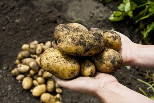 How to Grow Seed Potatoes How to Grow Seed Potatoes