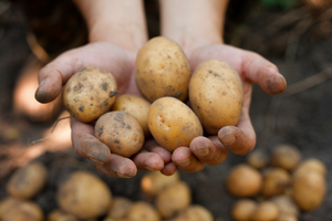 How to Grow Seed Potatoes