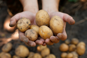 How to Grow Seed Potatoes How to Grow Seed Potatoes