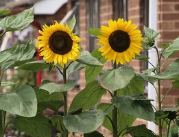 How to Grow Sunflowers How to Grow Sunflowers