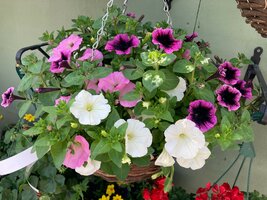 How to Plant & Hanging Basket
