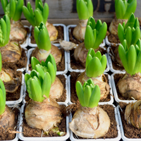 How to Plant Spring Bulbs