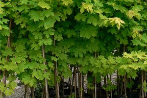 How To Plant Trees How To Plant Trees