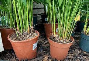 How to Repot a Houseplant