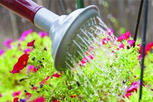 How to: Warm Weather Plant Care