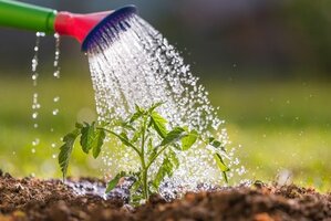 How to Water Wisely in the Garden