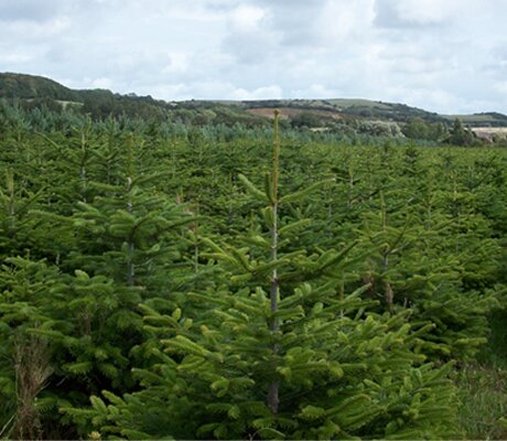 Locally Grown Christmas Trees Locally Grown Christmas Trees