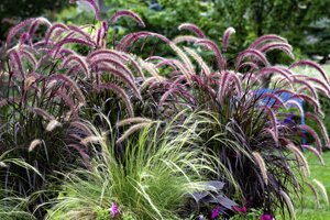 Ornamental Grasses: Versatile Beauty Ornamental Grasses: Versatile Beauty