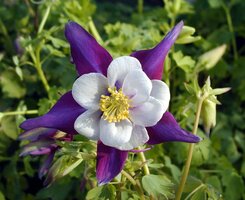 Perfect Perennials for Autumn Perfect Perennials for Autumn