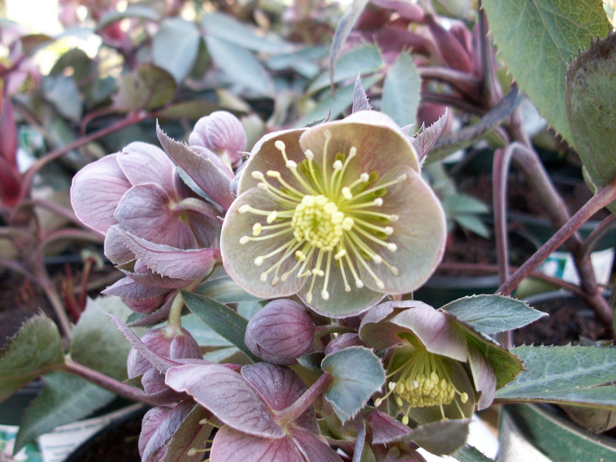 Plant of the Month - January Plant of the Month - January