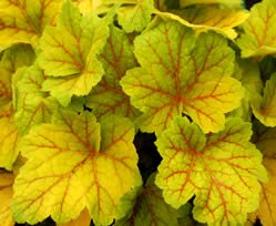 Plant of The Month - October Plant of The Month - October