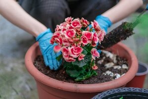 Planting Step-by-Step Guides