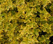 Plants for Ground Cover