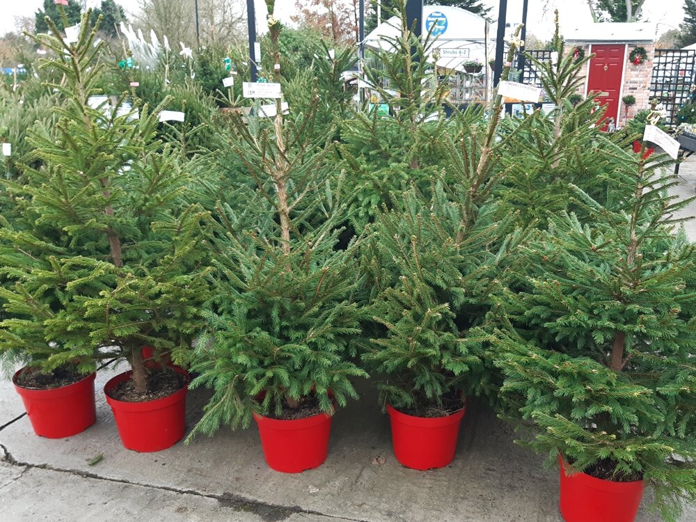 Potted Christmas Trees Potted Christmas Trees