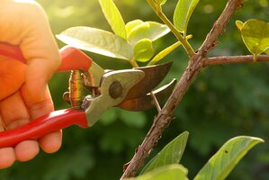 Pruning Step-by-Step Guides