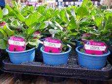 Recycled Plant Pots Recycled Plant Pots