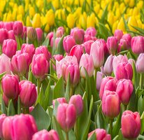 Spring Gardening Tips