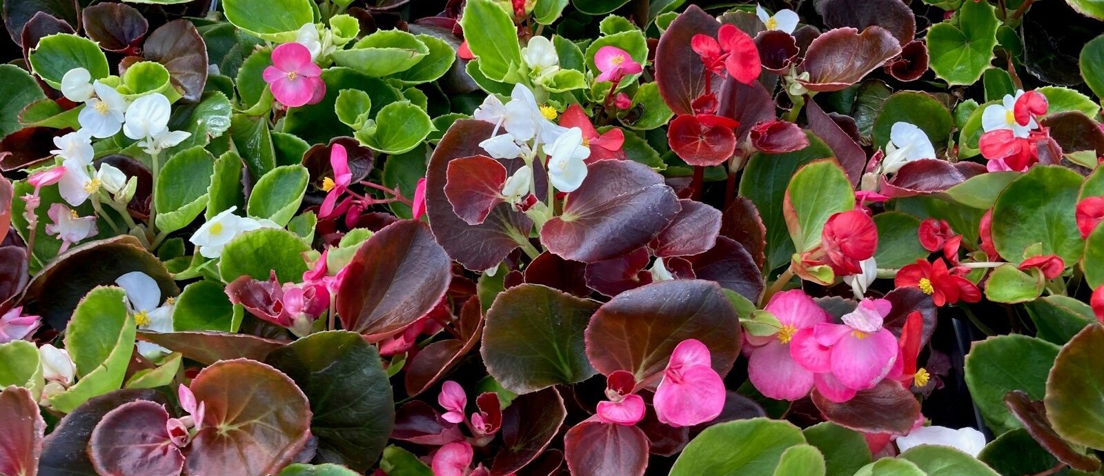 Summer Bedding Sale