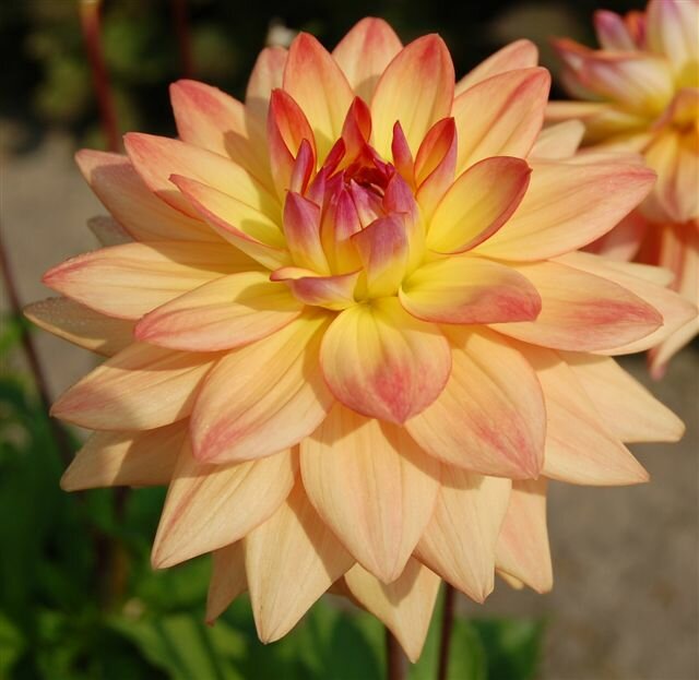 Summer Flowering Bulbs Summer Flowering Bulbs