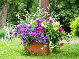 Summer Gardening Tips