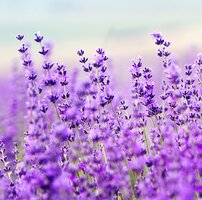 Best Low Maintenance Plants Best Low Maintenance Plants