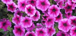 Top 5 Summer Bedding Plants