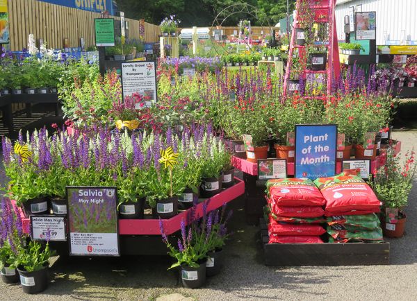 Welling Thompsons Plants Garden Centres, What Time Do Garden Centres Open On Sunday
