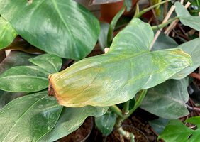 Why Are My Houseplant Leaves Turning Brown?
