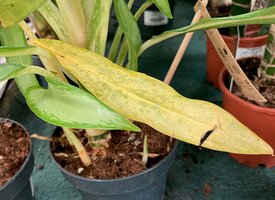 Why are my Houseplant Leaves Turning Yellow?