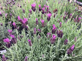 Why Choose Lavender? Why Choose Lavender?