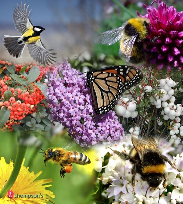 Wildlife Wildlife