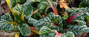 Winter Gardening Tips
